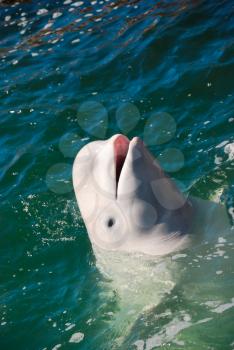 Beautiful white whale swimming in water as a concept of wild nature