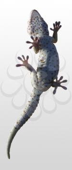 A macro photo of a little lizard