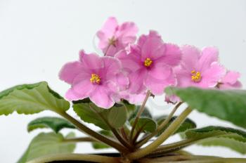 Beautiful pink violet on a white background