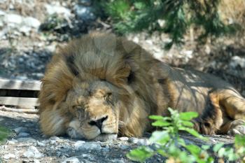 The big lion sleeps, putting his own goal on the ground. The lion sleeps in the zoo.