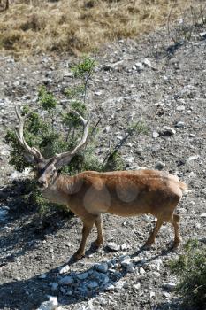 An adult deer with horns walks through the rocky mountains in the reserve.