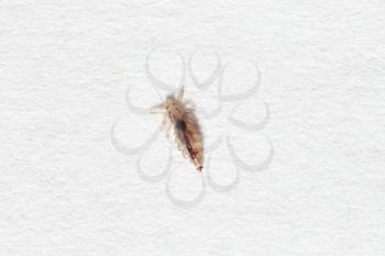 Insect lice on a white paper background.