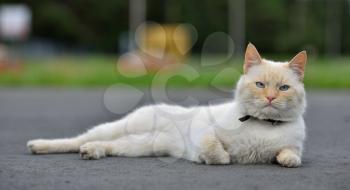 Beautiful light red cat with a collar lying on the asphalt road, close-up