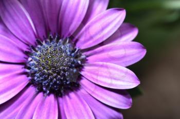 Beautiful and bright Osteospermum flower of violet color, macro