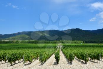Beautiful and green grape fields near the mountains in summer.