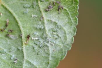 A colony of aphids that lives on a leaf and destroys plants.