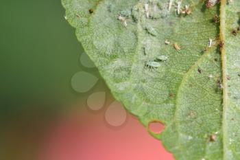 A colony of aphids that lives on a leaf and destroys plants.