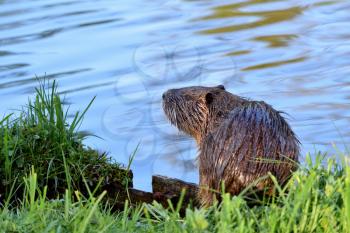 A nutria with wet hair in the green grass on the background of the pond