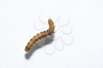 Beautiful caterpillar yellow-brown on a white paper background. View from above.