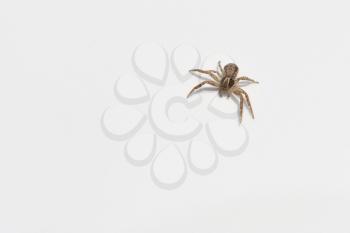 A small spider sits on the white surface of the car. Macro.
