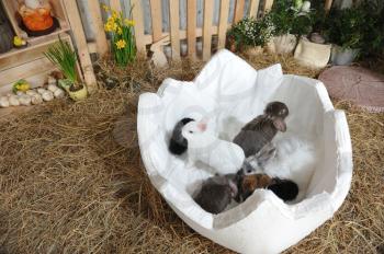 Little rabbits sit in a white egg-shaped basket, surrounded by Easter decor. Rabbits in white, black, gray and brown