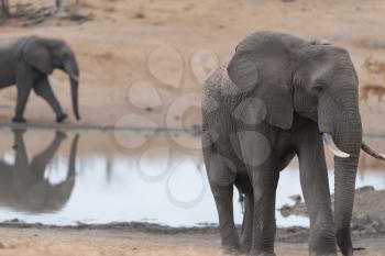 African elephant in the wilderness