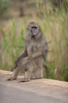 Male baboon close up portrait