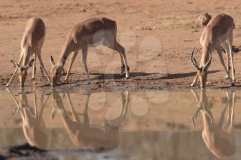 Impala antelope drinking water in the wilderness of Africa