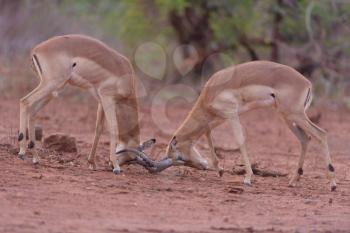 Impala antelopes fighting in the wilderness of Africa