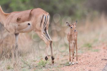 Impala antelope in the wilderness of Africa