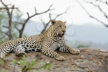 leopard in the wilderness of Africa