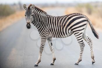 Zebra in the wilderness of Africa