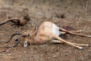 Impala carcass in the wilderness