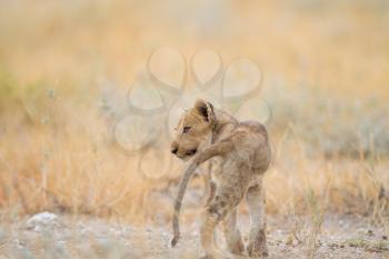 Lion cub in the wilderness of Africa