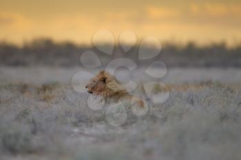 Male lion in the wilderness of Africa