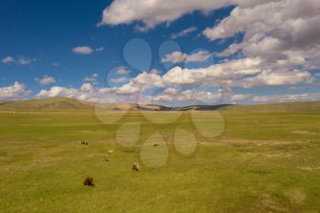 Grassland and bulls with blue sky and white clouds. Shot in xinjiang, China.