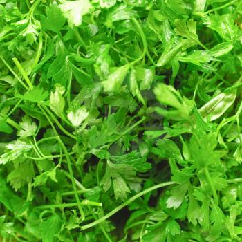 Green leaves of parsley plant useful as a background