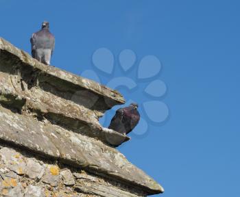 common domestic pigeon animals on a wall
