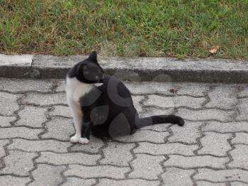 black and white domestic cat domesticated housecat aka Felis catus or Felis silvestris mammal animal