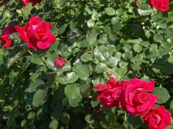A Rose - perennial flower shrub vine of genus Rosa Rosaceae