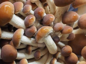 poplar mushrooms (Cyclocybe aegerita) aka velvet pioppini mushroom mushrooms food