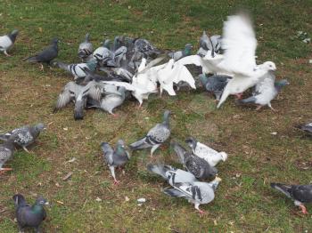 Many domestic pigeon bird animals in the grass