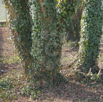 ivy (Hedera) plant on a tree trunk