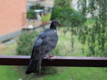 common wood pigeon (scientific name Columba palumbus) of animal class Aves (birds)