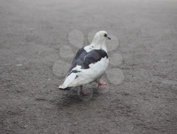 black and white domestic pigeon bird animal