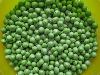 peas (Pisum sativum) legumes vegetables vegetarian food in a colander