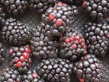 blackberry (Rubus fruticosus) fruit vegetarian food background