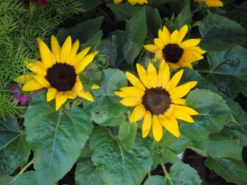 yellow helianthus Annuus aka Sunflower flower bloom