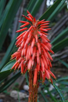 Royalty Free Photo of an Aloe Ciliaris Flower