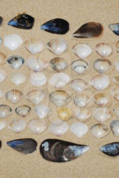 Royalty Free Photo of Seashells in the Sand