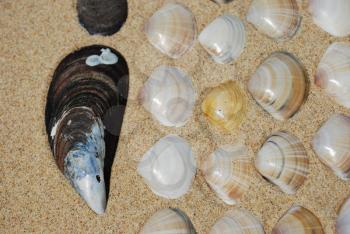 Royalty Free Photo of Seashells in Sand