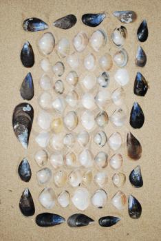 Royalty Free Photo of Seashells in the Sand