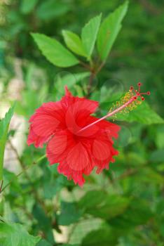 Royalty Free Photo of a Red Hibiscus