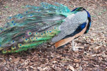 Royalty Free Photo of a Peacock