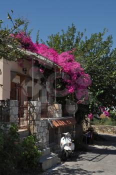 Royalty Free Photo of Bougainvillea Flowers