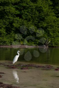 Royalty Free Photo of a White Heron in Antigua