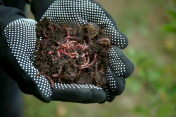 Woman holding worms with soil, closeup�