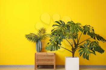Green tropical plant with wooden table near color wall�