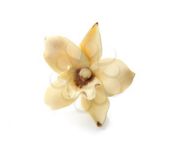 Beautiful vanilla orchid flower on white background�