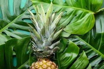 Ripe pineapple on green tropical leaves�